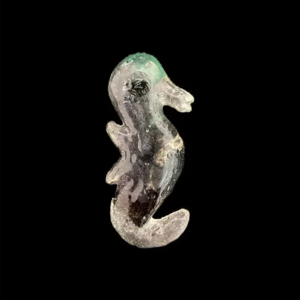 hippocampe transparent